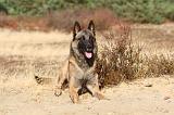 MALINOIS 103